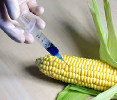 Mais OGM (Ph.Google)